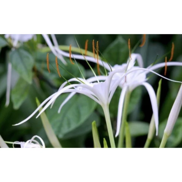 30 Bulbs NO Foliage BEACH SPIDER LILY BULBS (Hymenocallis Littoralis) POLLINATOR - Picture 5 of 6